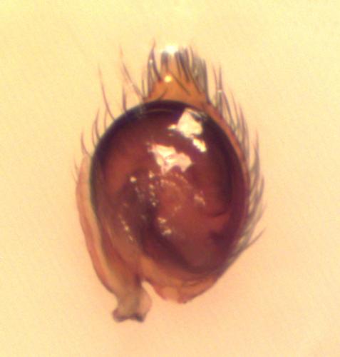 Réf. 184 332 : Nigma puella